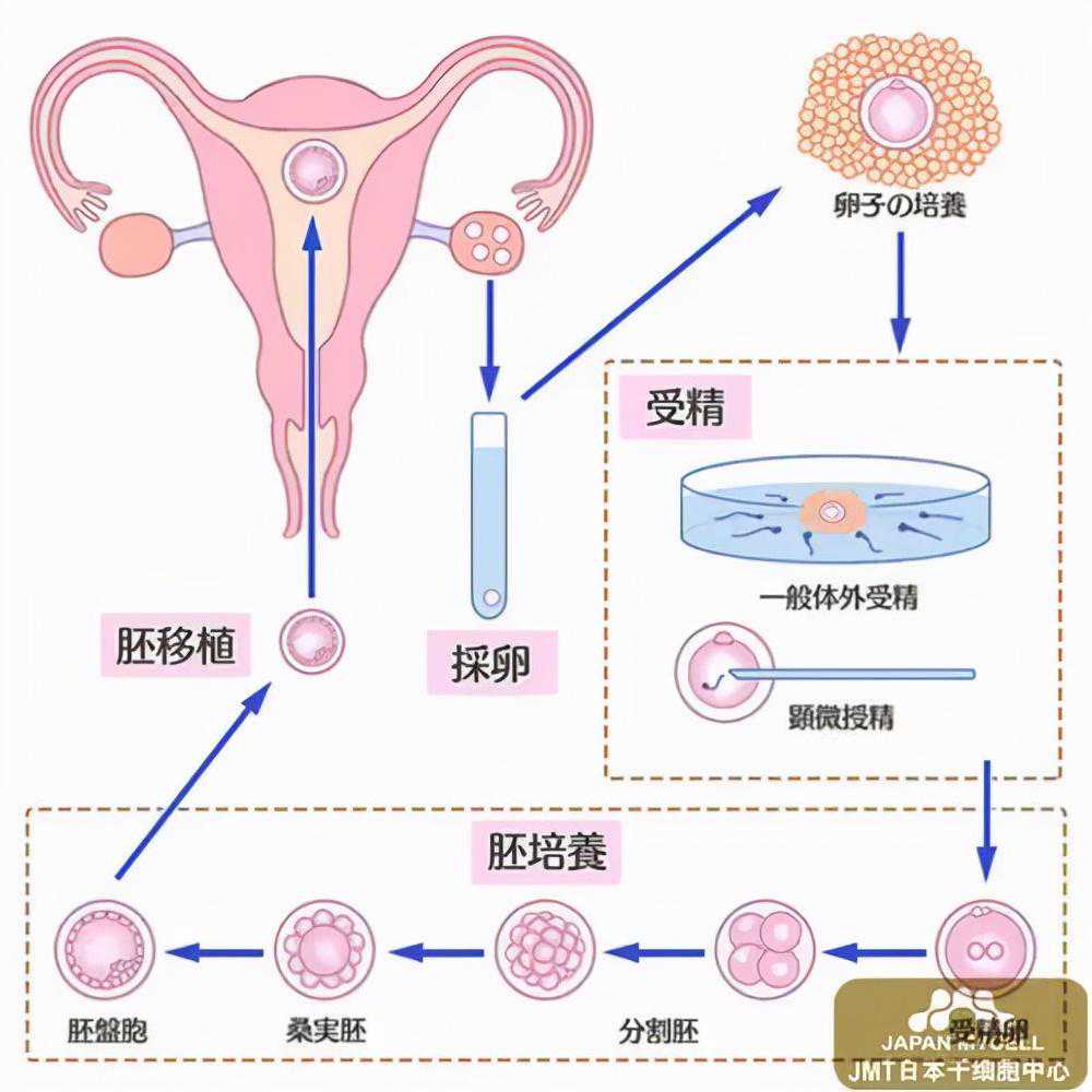 香港怀孕验血要多少钱,多年难孕难育夫妻进行辅助生殖助孕